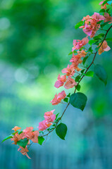 Bougainvillea bloom 
