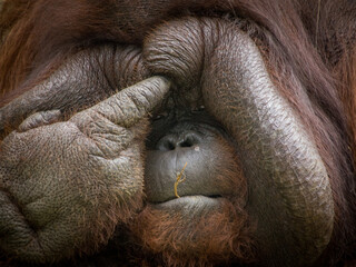 alpha male of orang utan have fat on his face very much 