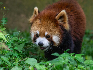 Red Panda walking seeking for some food at the zoo