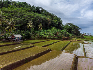 farm field view from aerial, showing mountain, sea, and terracing farm