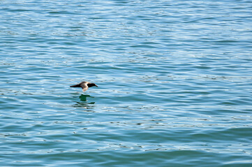 Giant Petrel flying over the sea in Mar del Plata, Argentina