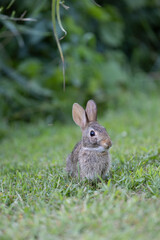 Fototapeta premium Baby rabbit eating grass on a farm