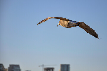An Olrog's seagull - Larus Atlanticus - flying over the city