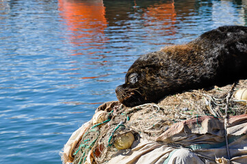 Sea Lion, Otaria Flavescens, sleeping on fishing nets