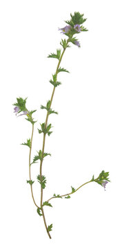 Strict eyebright, Euphrasia stricta isolated on white background