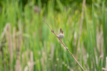 one cute wren bird singing on the thin twig among the tall grasses in the wetland.