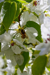 A bee is sitting on a pear flower