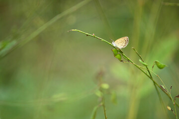 butterfly sitting on the grass