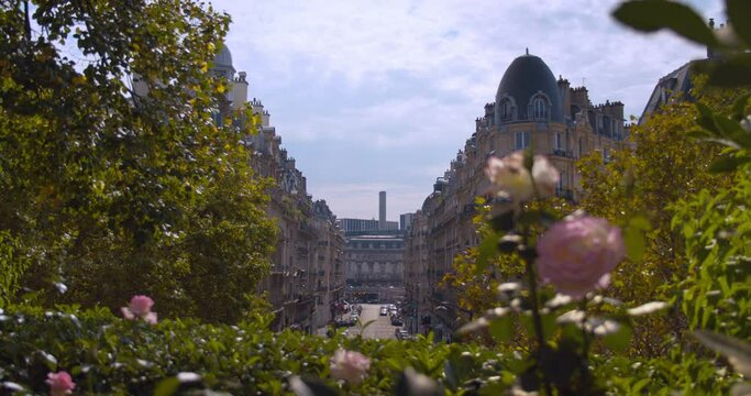 Majestic district street in downtown Paris with rose flowers in foreground