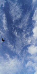 Fototapeta premium clouds in the sky