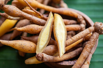 Kaempfer root for food and Thai or Chinese herbal medicine nature - Other names Fingerroot ( Chinese Ginger, Galingale, Kaempfer, Boesenbergia rotunda, Krachai )
