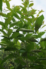 Green Bay leaf leaves hanging on the tree. Bay leaf is one of herbs and use for cooking. Indonesian call it daun salam