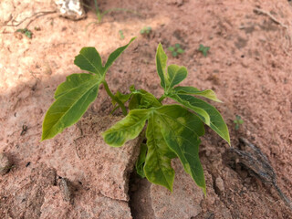 Cassava mosaic virus disease in tapioca, plant disease