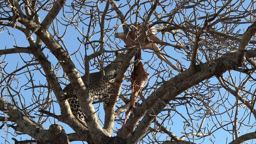 Poster leopard climbs high in tree with carcass lying on branches in sunlight