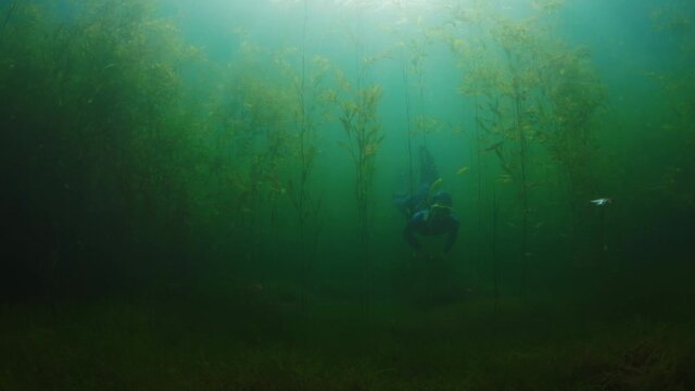 Lake freediving. Woman swims underwater in the freshwater lake of Turgoyak and passes through the green weed