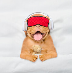 Mastiff puppy wearing  headphones and sleeping mask listening music on a bed at home. Top down view