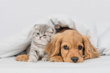 Cute tiny kitten and English Cocker spaniel puppy lying together under warm blanket on a bed at home