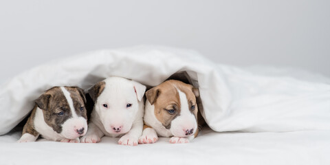Group of a Miniature Bull Terrier puppies lying together on a bed at home. Empty space for text