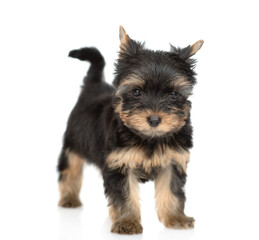 Portrait of a tiny Yorkshire Terrier puppy stands and looks at camera. Isolated on white background