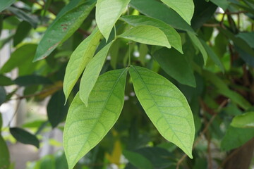 Fototapeta na wymiar Green Bay leaf leaves hanging on the tree. Bay leaf is one of herbs and use for cooking. Indonesian call it daun salam
