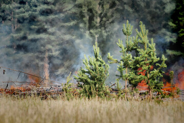 Firefighters extinguish a forest fire in the reserve on a summer day