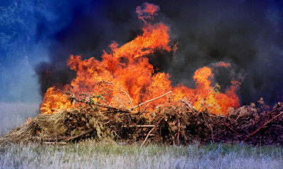 Firefighters extinguish a forest fire in the reserve on a summer day