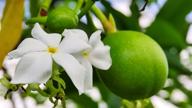Bintaro white flowers that bloom in the morning