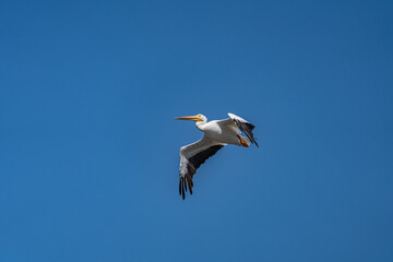 Fototapeta na wymiar Pelican Flying Against Blue Sky