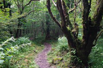 a fascinating summer forest with a path