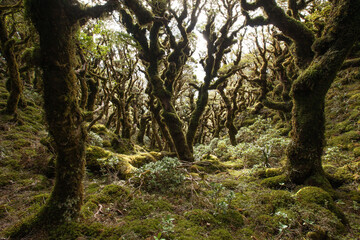 Beech forest and leatherwood, Neil Winchcombe Ridge, Tararua Range