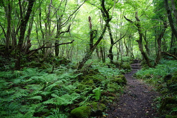 a fascinating summer forest with a path