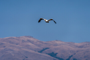 Pelican Flying Against Blue Sky