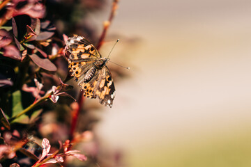 butterfly on a leaf