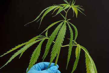 Marijuana leaf, cannabis in the hand of a laboratory assistant for researching the medicinal properties of a plant