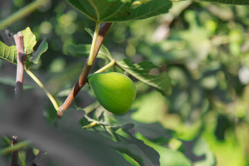 harvest: ripe figs. juicy fruits. fresh fruit from the tree