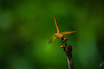Yellow Dragonfly 