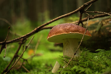 Wild Boletus Mushroom growing on lush green moss