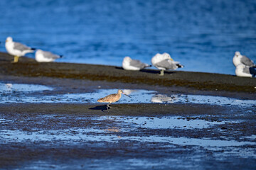Obraz premium Long Billed Curlew - Numenius americanus