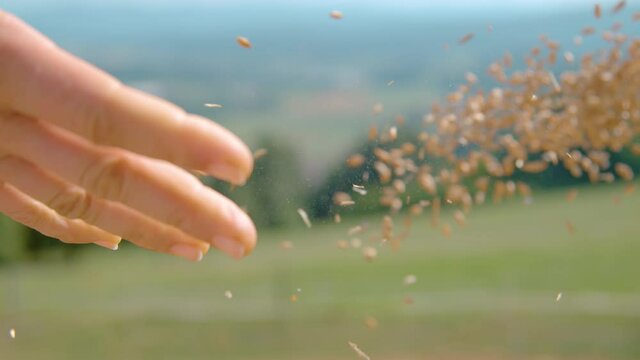 SLOW MOTION, CLOSE UP, DOF: Unrecognizable female farmer sows seeds in the scenic green countryside. Woman's hand tosses seeds across the lush fertile backyard on a sunny spring day. Sowing seeds.