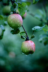 Apples