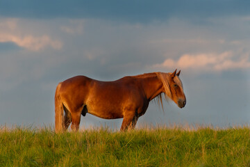 Horse after the storm in the Michigan countryside - Michigan - USA