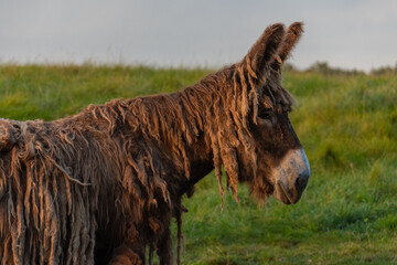 Fototapeta premium Baudet du Poitou donkey in the Michigan countryside - Michigan - USA