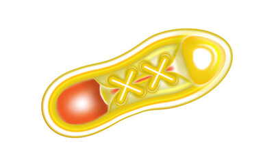 Yellow sneaker isolated on white background. Casual and sport shoe. Fashion sneakers top view. Art vision design Ad for kids or young vivid style. Vector illustration.