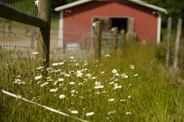 grass and flowers