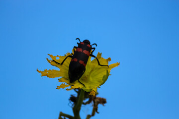 red black membraned bee bug on a yellow flower with sky background