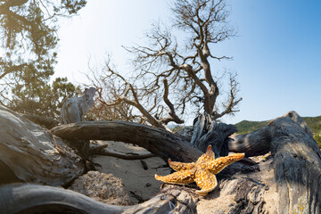 (Selective focus) Stunning view of a starfish on a juniper grown on a white sand beach, Sardinia, Italy.