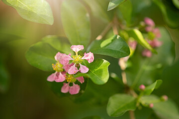 Flowering Acerola cherry trees in Thailand. Acerola cherry blossom trees, Select  focus, soft focus.