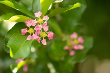 Obraz premium Flowering Acerola cherry trees in Thailand. Acerola cherry blossom trees, Select focus, soft focus.