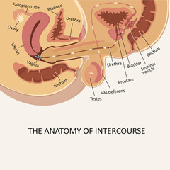 Anatomy of intercourse. Male -female intercourse