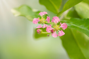 Flowering Acerola cherry trees in Thailand. Acerola cherry blossom trees, Select  focus, soft focus.